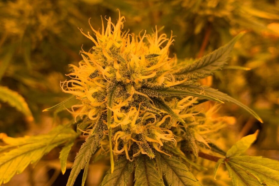 Der Verkauf von Cannabis aus illegalen Quellen wäre analytisch nicht zu erkennen. Auch sei der Preis von illegalem Gras in Zukunft vermutlich niedriger, als jener der legalen Varianten.. Credits: Pexels