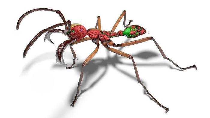 Ein 3D-Modell einer Soldatenameise, das ihre Morphologie sehr detailliert zeigt. Teile ihres Exoskeletts wurden digital entfernt, wodurch hochauflösende Darstellungen ihrer Muskeln, ihres Nervensystems, ihres Magen-Darm-Trakts und ihres Stachelapparats sichtbar werden. Kredit Bildnachweis: Thomas van de Kamp