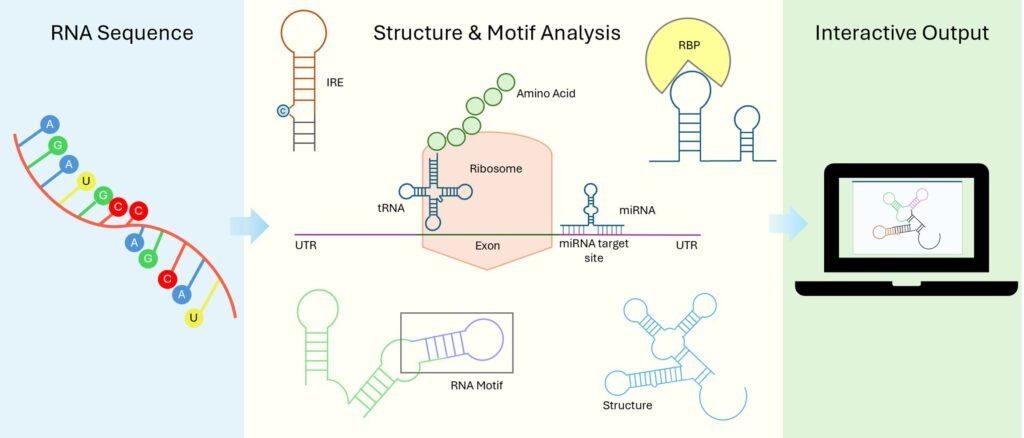 The new RNAanalyzer3 tool clearly displays the results of RNA structural analyses. (Image: Aman Akash / University of Würzburg)
