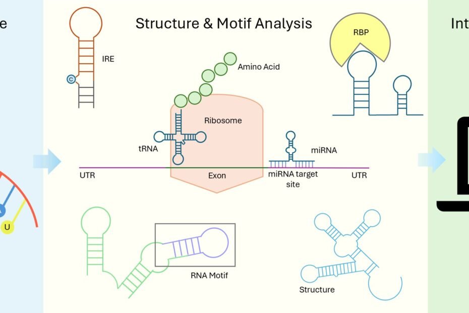 The new RNAanalyzer3 tool clearly displays the results of RNA structural analyses. (Image: Aman Akash / University of Würzburg)