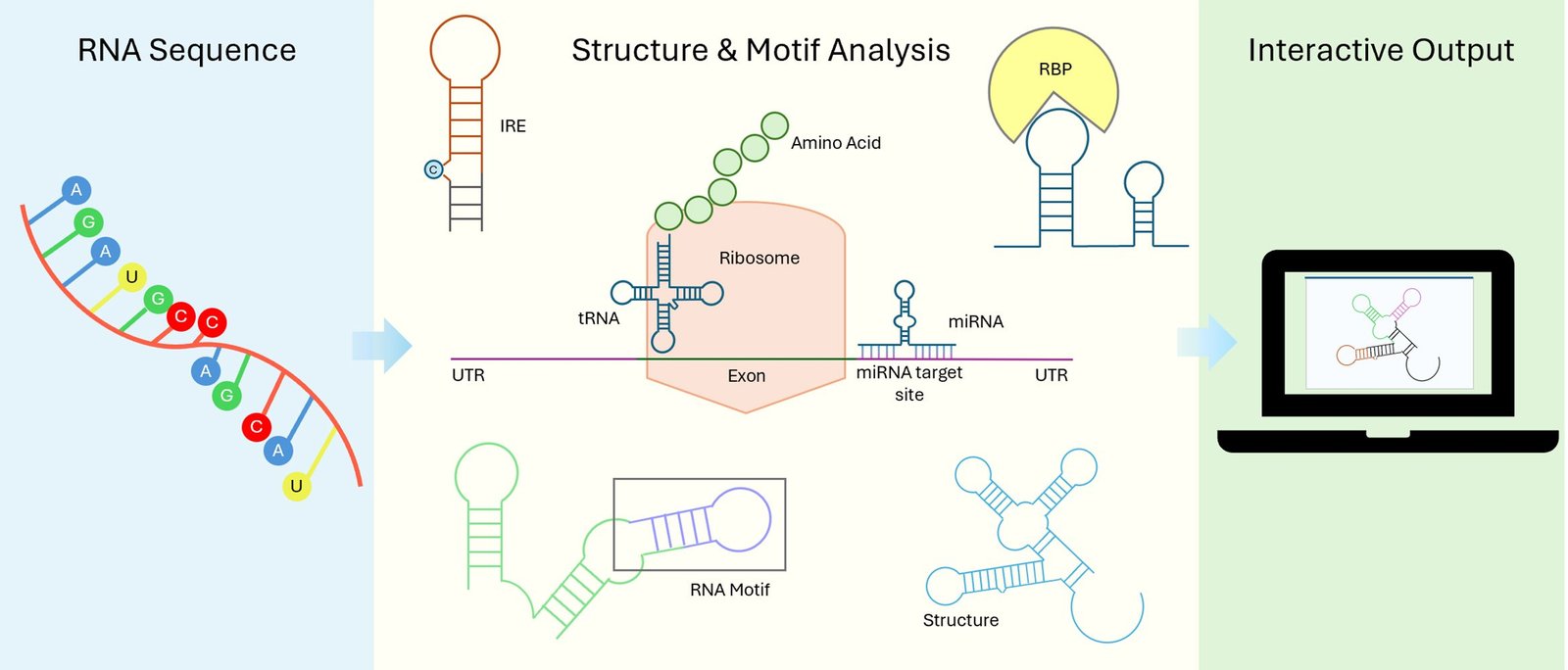 The new RNAanalyzer3 tool clearly displays the results of RNA structural analyses. (Image: Aman Akash / University of Würzburg)