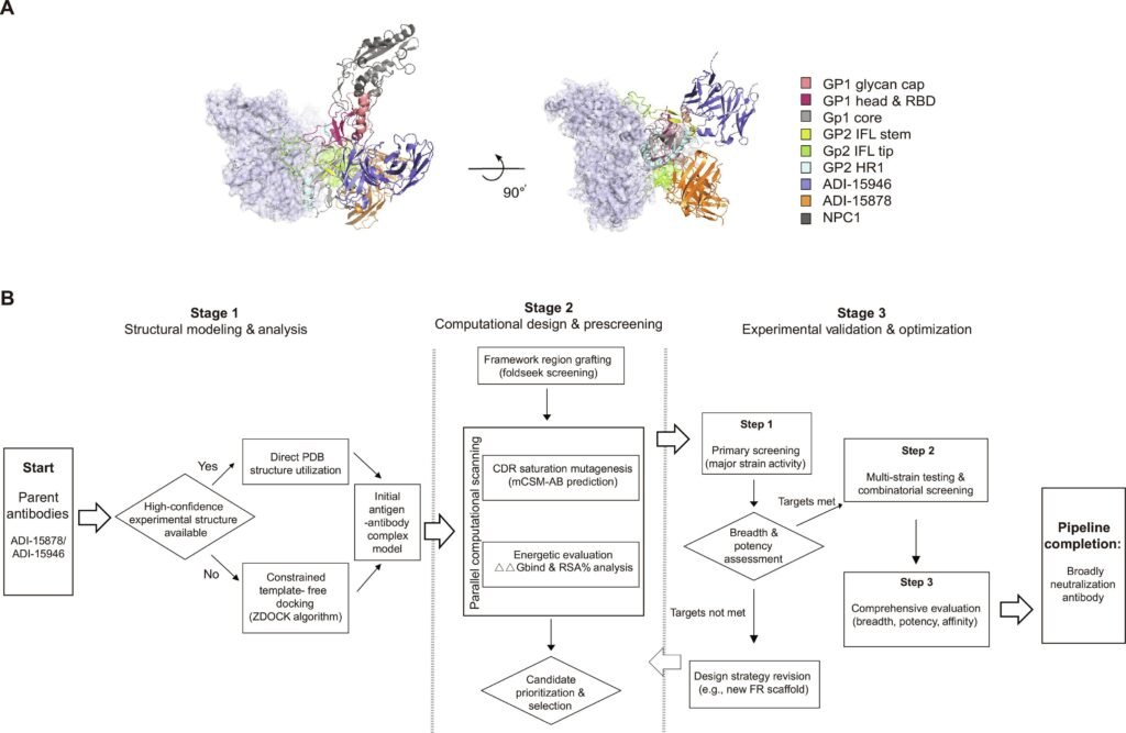 Evolution von Ebola-Virus (EBOV)-Antikörpern durch strukturorientierte Berechnung. Credits: Wei Yang 