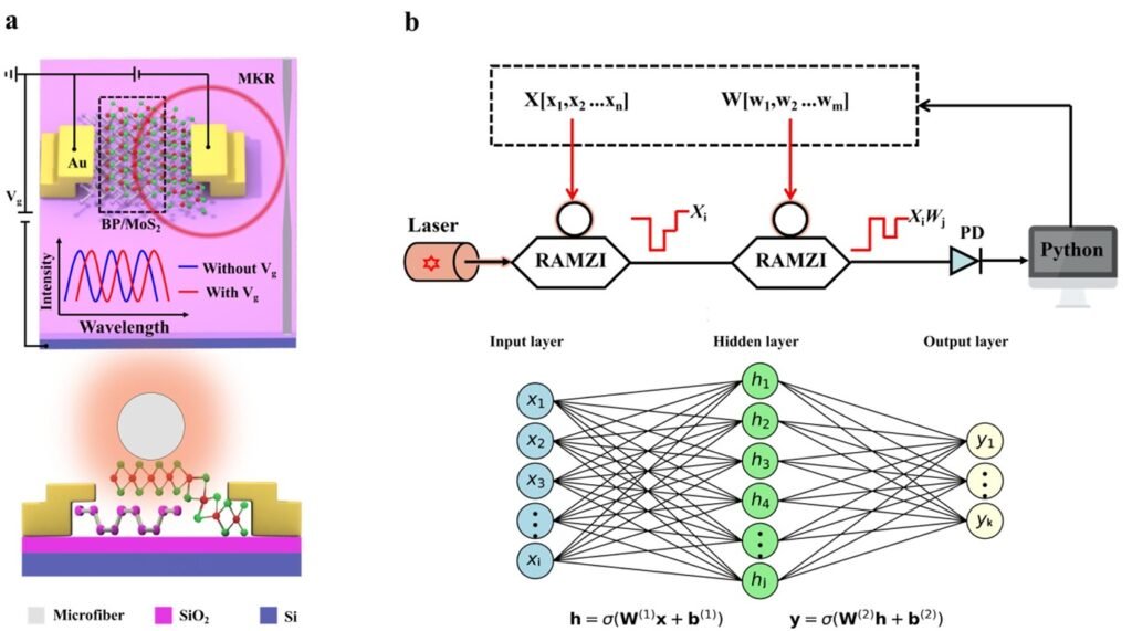 Schematische Darstellung des elektrooptischen Modulators basierend auf einer BP/MoS?-Heterostruktur mit integriertem Mikrofaser-Knotenresonator. (b) Zeitmultiplex-Photonik-Rechenarchitektur für den Betrieb eines vollständig faseroptischen photonischen neuronalen Netzwerks.