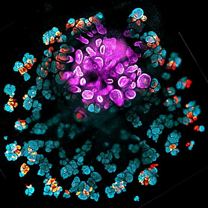 Fluorescent microscopy rendering of a virus like particle with a pink central core and blue orange surrounding structures on a black background