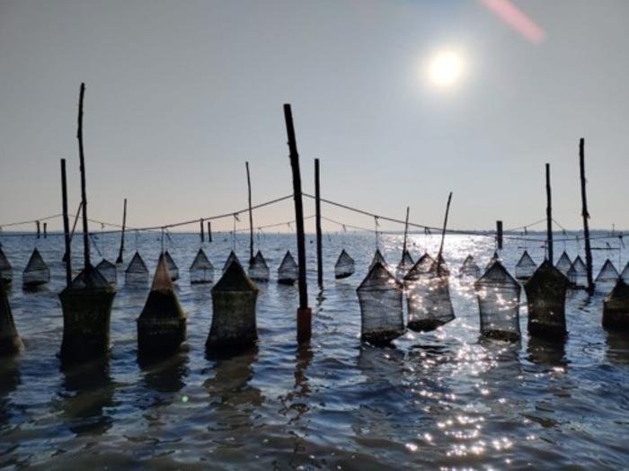 Aquaculture nets and stakes protruding from calm water with the sun low in the sky
