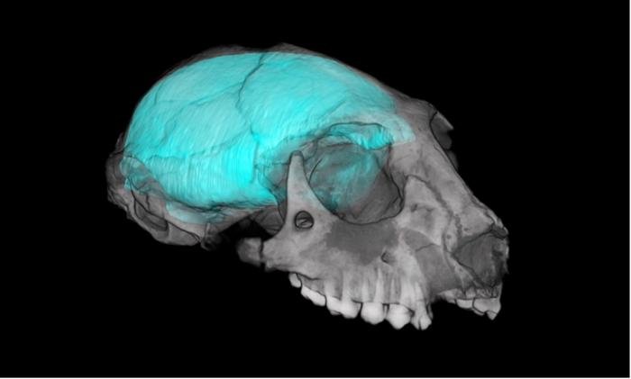 Sehsinn trieb die Hirnentwicklung der Primaten stärker als das Stirnhirn