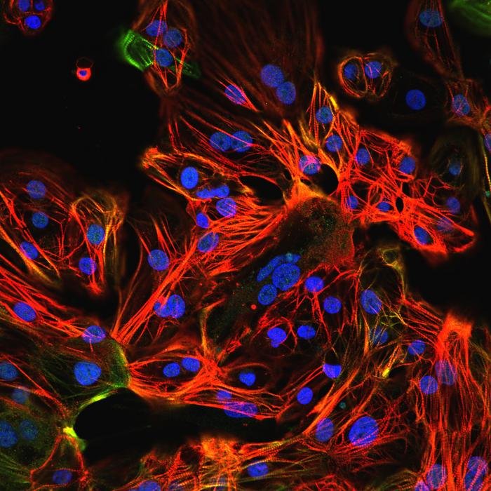 Protein PRDM16 steuert die Reifung menschlicher Herzmuskelzellen