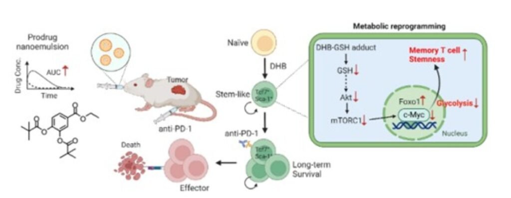 Weltweit erstes orales Nanomedikament aus Mikrobiom-Metaboliten verstärkt Anti-Tumor-Immunität