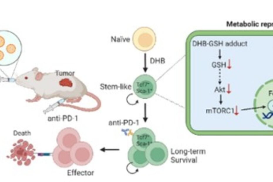 Weltweit erstes orales Nanomedikament aus Mikrobiom-Metaboliten verstärkt Anti-Tumor-Immunität