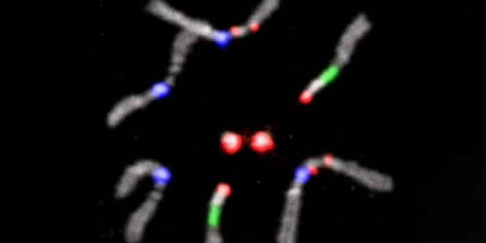 Wie Chromosomen ihre Partner finden
