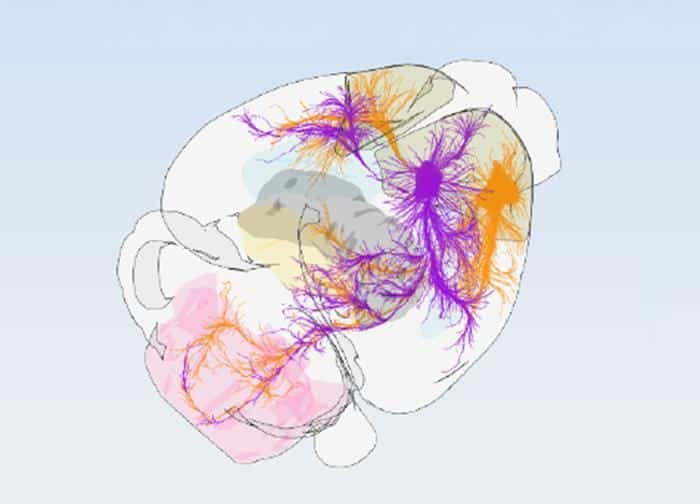 Illustrated human brain with colorful neural pathways in purple and orange against a light blue background