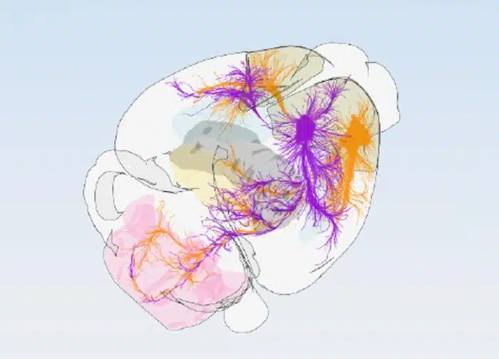 • LabNews AI Illustrated human brain with colorful neural pathways in purple and orange against a light blue background