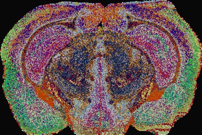Colorful point cloud visualization of a human brain viewed from above against a black background