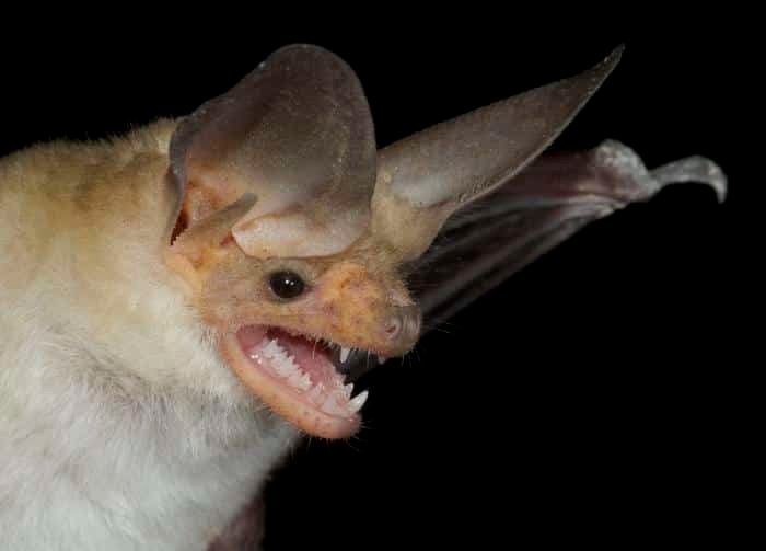 Close up of a bat with large ears mouth open showing teeth against a black background