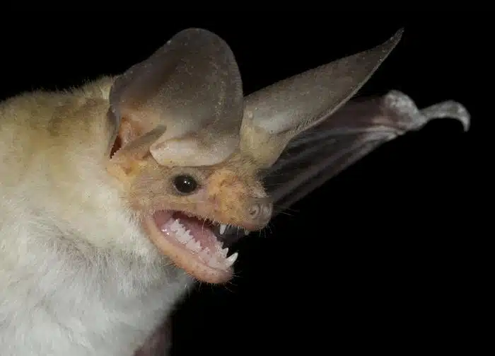 Close up of a bat with large ears mouth open showing teeth against a black background
