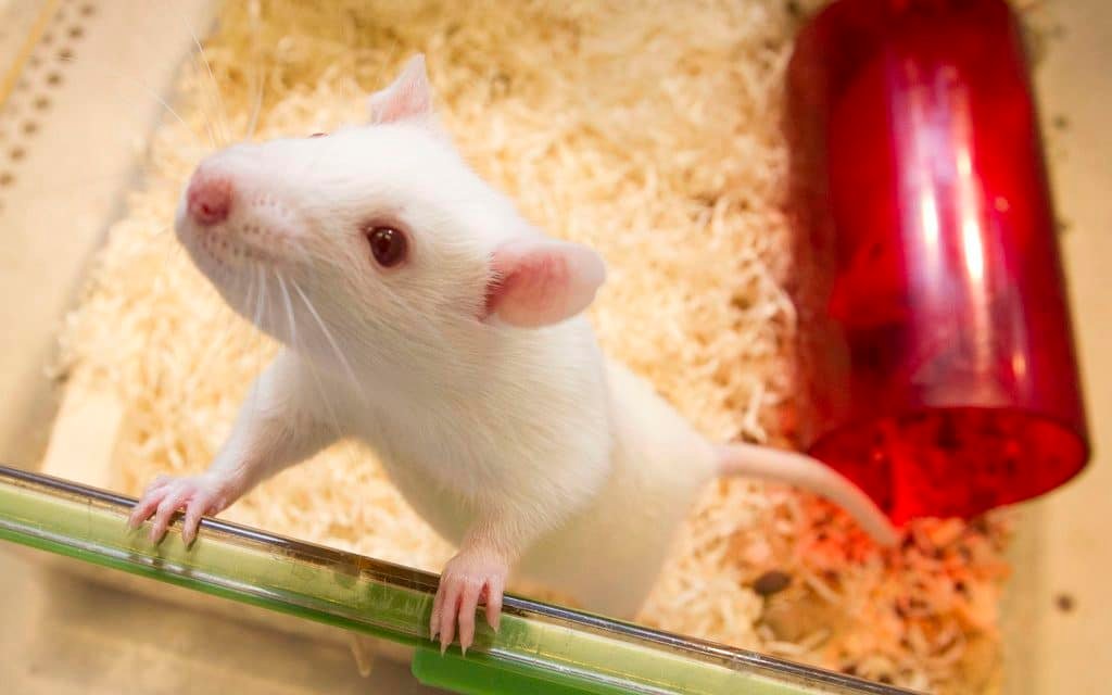 Vatinoxan verhindert das Hervortreten der Augäpfel bei Ratten Die Augen dieser Ratte sind normal Bild Linda Tammisto  Universität Helsinki