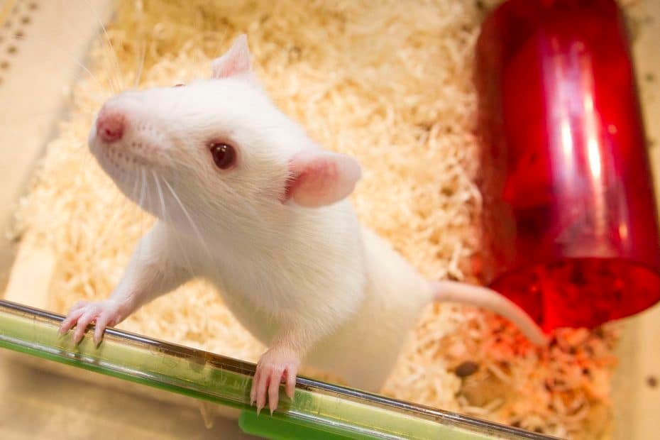 White pet mouse gripping the glass cage with pink paws beige bedding inside the enclosure