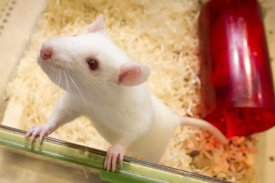White pet mouse gripping the glass cage with pink paws beige bedding inside the enclosure